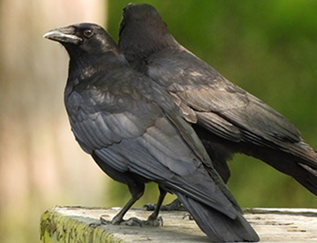 corvus
